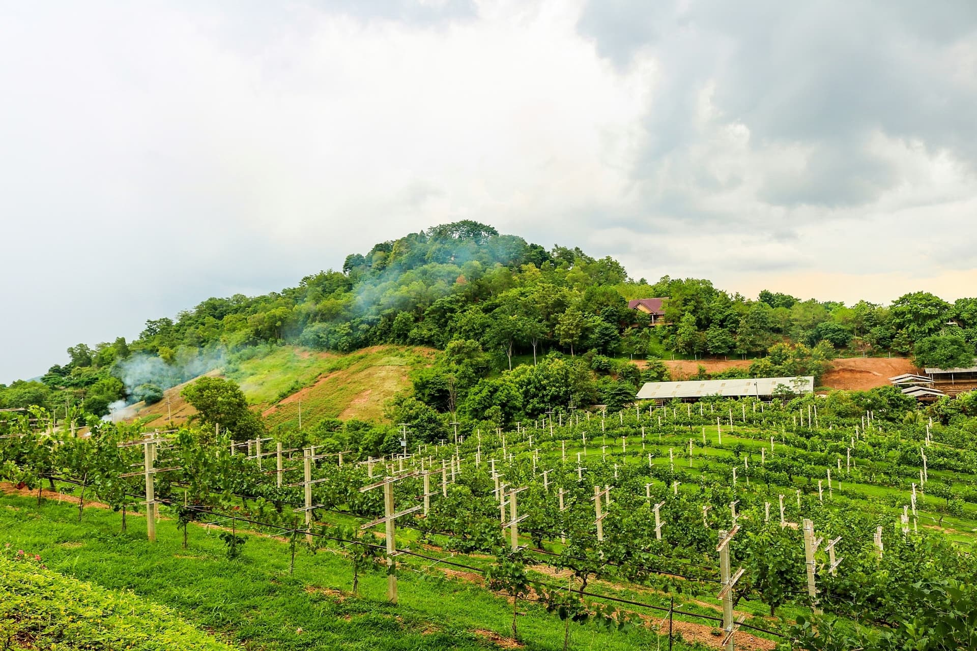 Visite des vignobles thaïlandais