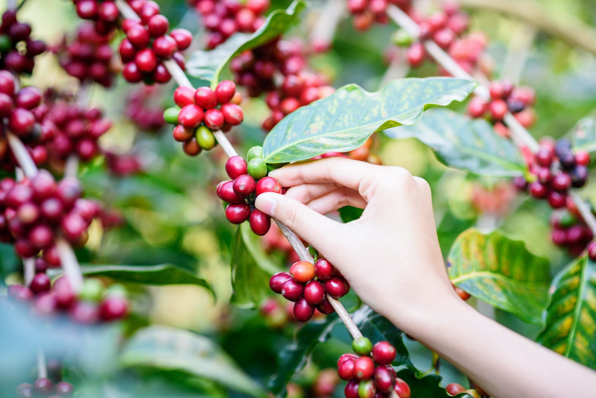 Visite de la ferme de café de Suan Lahu