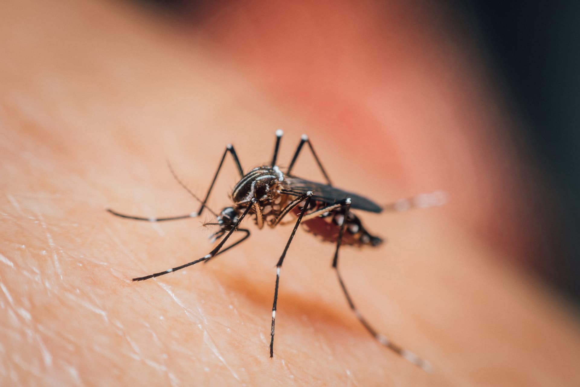 La Dengue, la maladie du moustique en Thaïlande