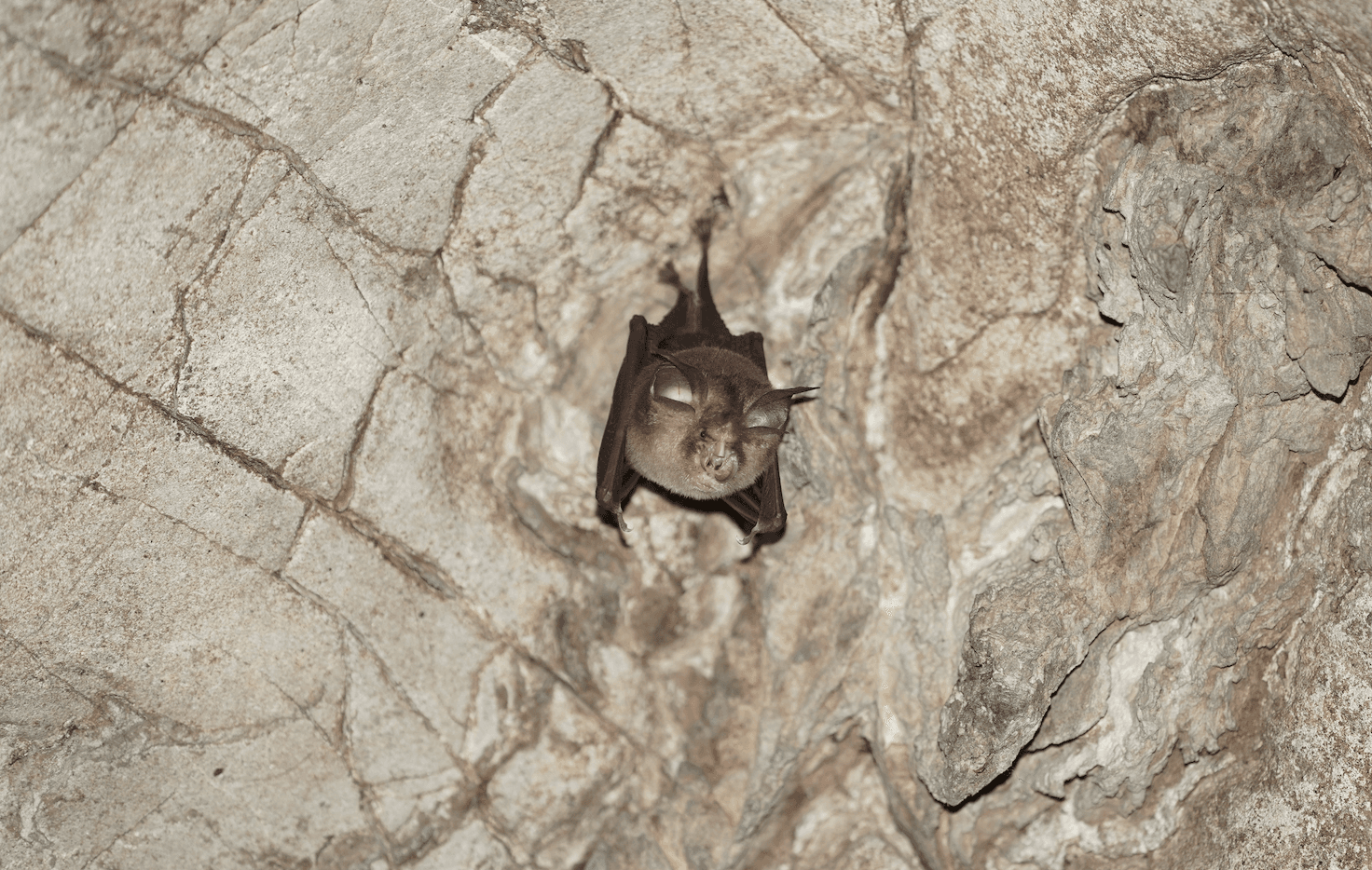 La chauve-souris bourdon : le plus petit mammifère au monde se trouve en Thaïlande