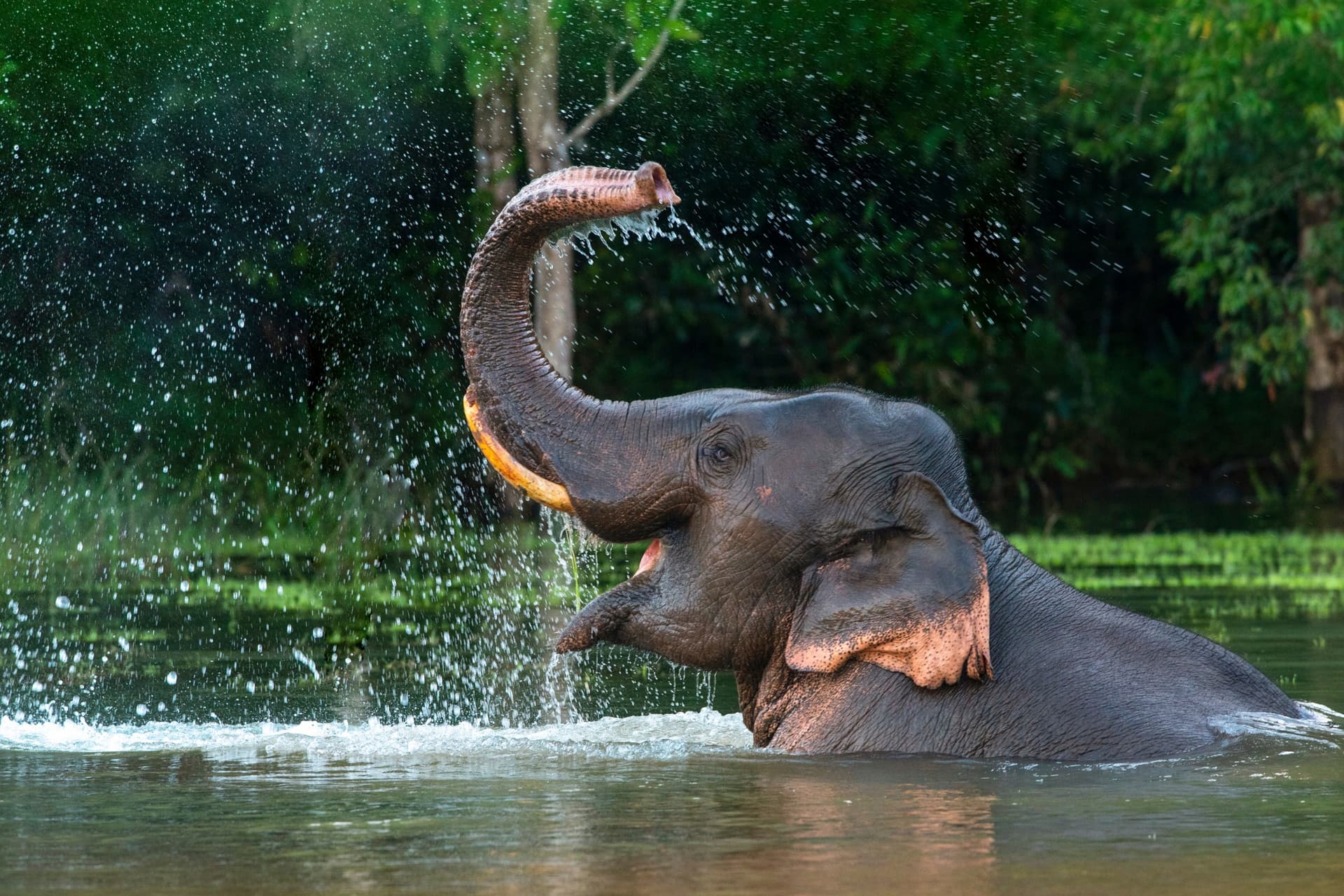 Baignade avec les Élephants