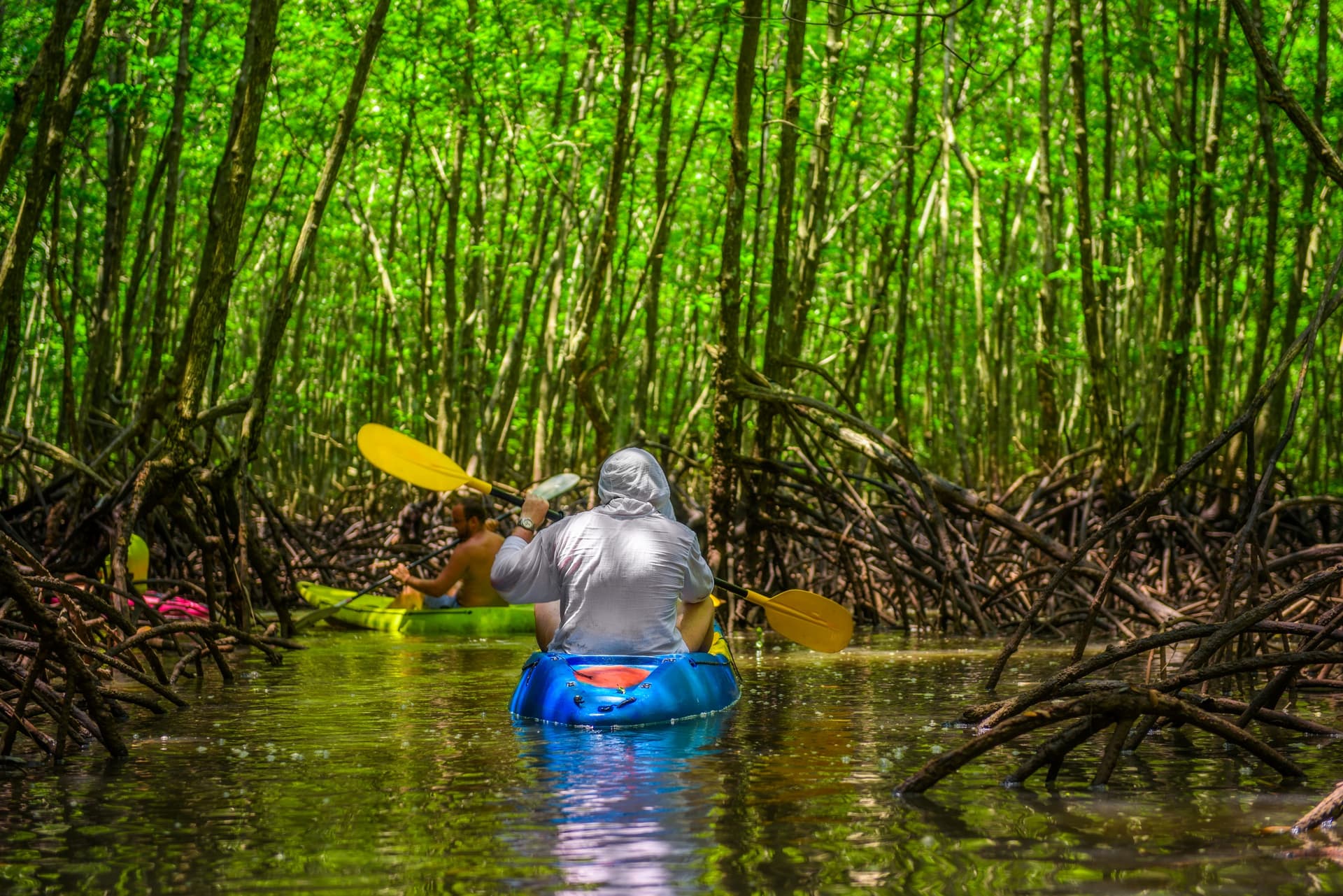 Excursions dans les mangroves de Thaïlande