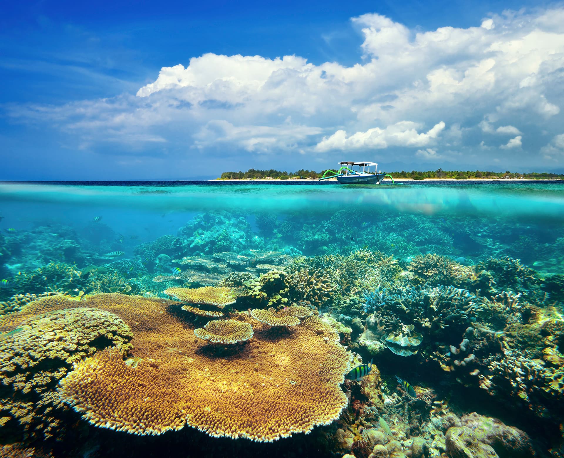 Plongée et snorkeling